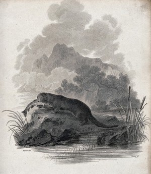 view An otter sitting on a rock in the river having just caught a pike. Etching by J. Tookey after J. C. Ibbetson.