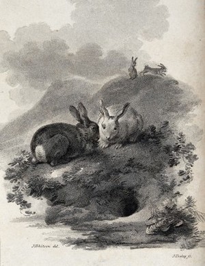 view Two rabbits sitting next to the entrance of their burrow while a couple of rabbits are gamboling in the background. Etching by J. Tookey after J. C. Ibbetson.