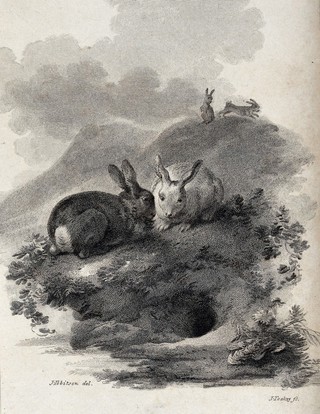 Two rabbits sitting next to the entrance of their burrow while a couple of rabbits are gamboling in the background. Etching by J. Tookey after J. C. Ibbetson.