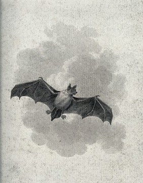 A flying short eared bat. Etching.