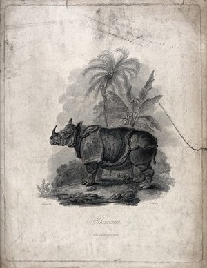 view A rhinoceros standing before palmtrees and a banana plant. Line engraving by J. Tookey after J. C. Ibbetson.