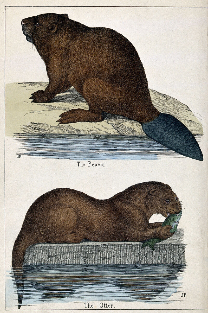 Above, a beaver; below, an otter. Coloured lithograph by B. Hummel after Jemima Blackburn., [1859], by Jemima Blackburn