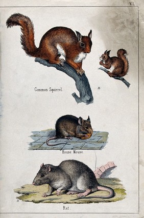 Above, two common squirrels sitting on a branch of a tree; middle, a house mouse; below, a rat. Coloured lithograph by B. Hummel after Jemima Blackburn.