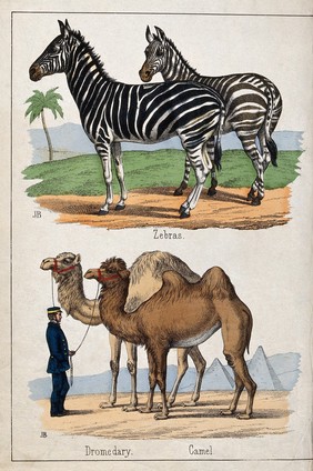 Above, two zebras; below, a man in a uniform holding a camel and a dromedary by their reins. Coloured lithograph by B. Hummel after Jemima Blackburn.