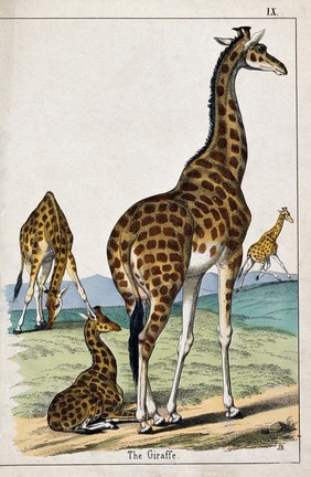 Three giraffes and their young. Coloured lithograph by B. Hummel after Jemima Blackburn.