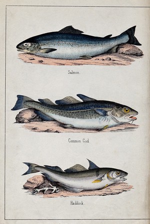 view Above, a salmon; middle, a common cod; below, a haddock. Coloured lithograph by B. Hummel after J. Stewart.