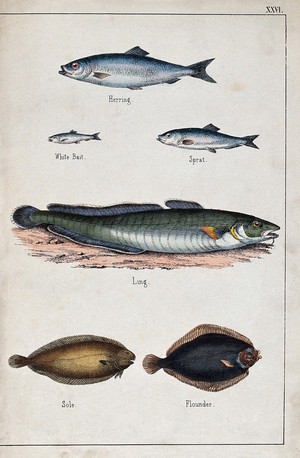 view Above, a herring, a white bait and a sprat; below, a ling, a sole and a flounder. Coloured lithograph.