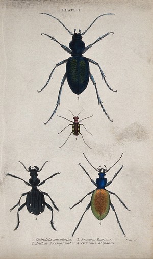 view Four insects. Coloured engraving by W. H. Lizars.