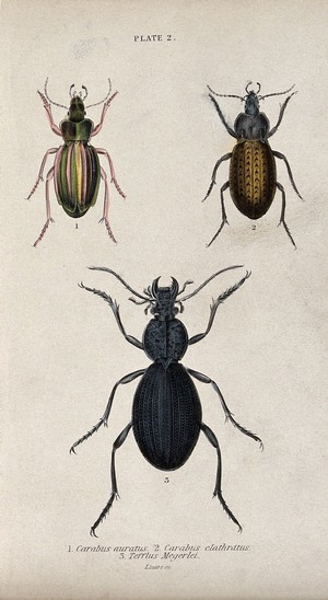 view Three insects. Coloured engraving by W. H. Lizars.