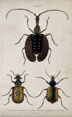 view Three winged insects. Coloured engraving by W. H. Lizars.