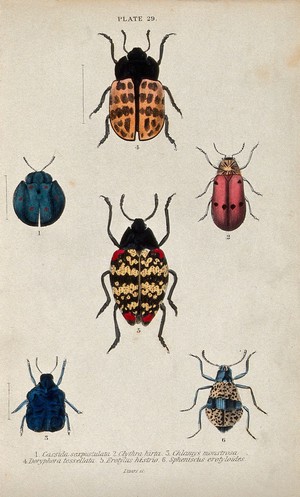 view Six winged insects. Coloured engraving by W. H. Lizars.