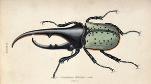 view Amale scarabaeus beetle. coloured engraving by W. H. Lizars.