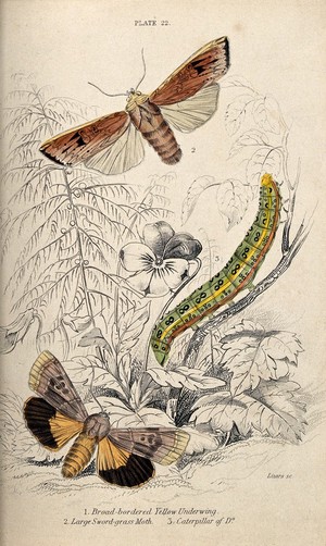 view A butterfly, a moth and a caterpillar in a meadow. Coloured etching by W. H. Lizars.