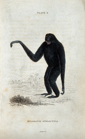 An ape of the genus hylobates syndactyla standing before a tropical scenery. Coloured etching by W. H. Lizars.