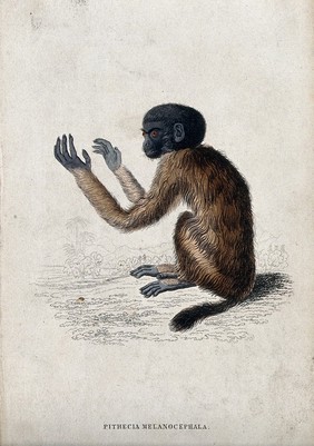 A ape of the genus pithecia melancocephalia sitting on the ground with both arms raised. Coloured etching by W. H. Lizars.