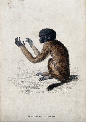 view A ape of the genus pithecia melancocephalia sitting on the ground with both arms raised. Coloured etching by W. H. Lizars.