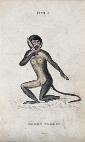 An ape of the genus cercocebus fuliginosus kneeling on the ground defecating. Coloured etching by W. H. Lizars.