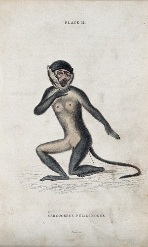 view An ape of the genus cercocebus fuliginosus kneeling on the ground defecating. Coloured etching by W. H. Lizars.