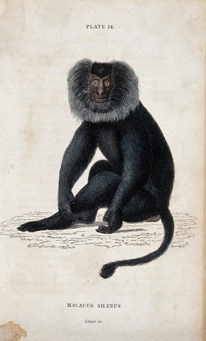 view A macque monkey of the genus macacus silenus sitting on the ground. Coloured etching by W. H. Lizars.
