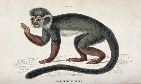 An ape of the genus callithrix sciureus standing on the ground lifting the right arm. Coloured etching by W. H. Lizars.