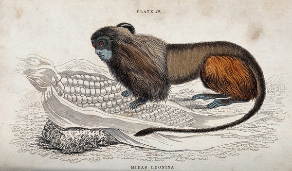 An ape of the genus midas leonina eating fom a cob of maize lying on the ground. Coloured etching.