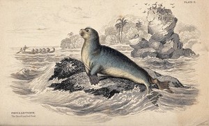 view A small nailed seal (phocaleptonyx) sitting on a rock in the sea. Coloured etching by W. H. Lizars.