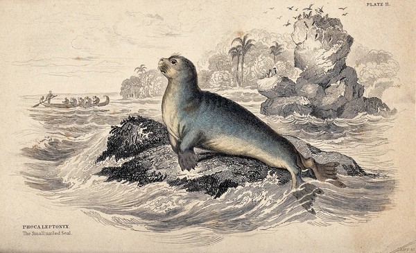 A small nailed seal (phocaleptonyx) sitting on a rock in the sea. Coloured etching by W. H. Lizars.