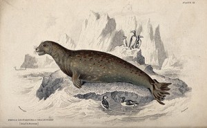 view A sea leopard (phoca leopardina) sitting on a rock in the sea. Coloured etching by W. H. Lizars after J. Stewart.