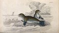 view A common seal is sitting on a rock in the sea while another one is climbing on to the rock. Coloured etching by W. H. Lizars after J. Stewart.