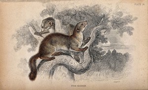 view Two pine- martens (mustela martes) climbing a tree. Coloured etching by W. H. Lizars.