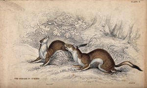 view Two ermines sitting on the ground in a forest. Coloured etching by W. H. Lizars after J. Stewart.