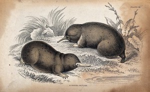 view Two echidna setosa (a toothless burrowing mammal) sitting on a meadow near the water. Coloured etching by W. H. Lizars after C.H. Smith.