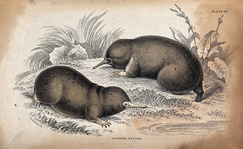 Two echidna setosa (a toothless burrowing mammal) sitting on a meadow near the water. Coloured etching by W. H. Lizars after C.H. Smith., [1842], by Charles Hamilton Smith