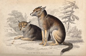 view A dog (coyote?) sitting in a North American forest: two views. Coloured etching by W. H. Lizars after C.H. Smith.