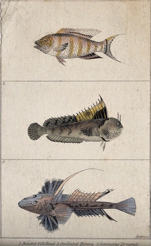 view Above, a banded gilt head; middle, a occellated blenny; below, a gemmeous dragmet. Coloured engraving by W. H. Lizars.