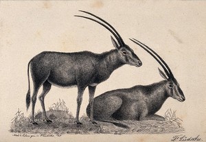 view Two antelope, one sitting, one standing. Reproduction of an etching by F. Lüdecke.