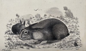 view Two hares sitting on the ground eating grass. Reproduction of an etching by F. Lüdecke.