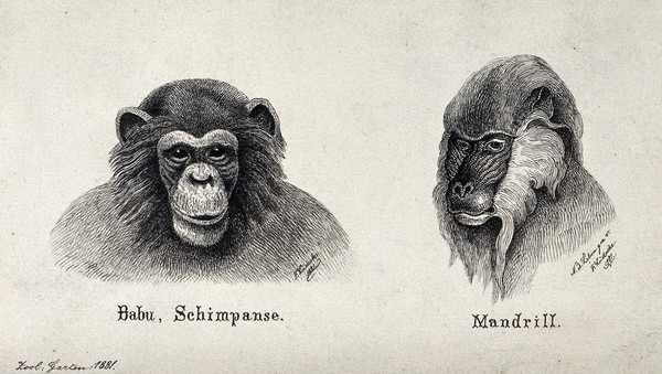 Left, a chimpanzee; right, a mandrill (african baboon). Reproduction of an etching by F. Lüdecke.