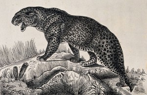 view A hissing leopard walking up a mound. Reproduction of an etching by F. Lüdecke.