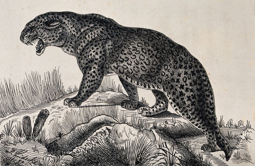 A hissing leopard walking up a mound. Reproduction of an etching by F. Lüdecke.
