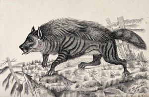 view A striped hyena standing on a mountain crag. Reproduction of an etching by F. Lüdecke.