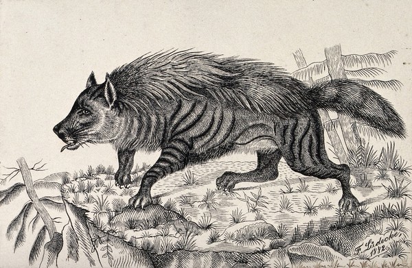 A striped hyena standing on a mountain crag. Reproduction of an etching by F. Lüdecke.