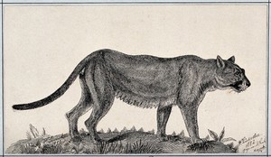 view A puma. Reproduction of an etching by F. Lüdecke.