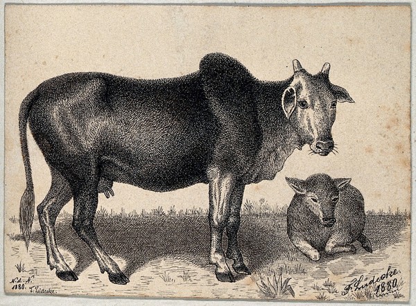 A cow and its calf on a meadow. Reproduction of an etching by F. Lüdecke.