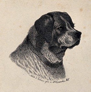 Head of a St. Bernard dog. Reproduction of an etching by F. Lüdecke.