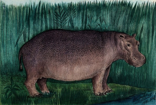 A hippopotamus standing on the shore of a river. Coloured reproduction of an etching by F. Lüdecke.