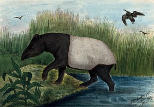 view A tapir coming out of a river onto the shore. Coloured reproduction of an etching by F. Lüdecke.