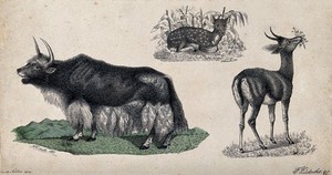 view A bison and two deer shown in their natural habitat. Coloured reproduction of an etching by F. Lüdecke.