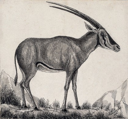 An antelope in a rocky landscape. Reproduction of an etching by F. Lüdecke.