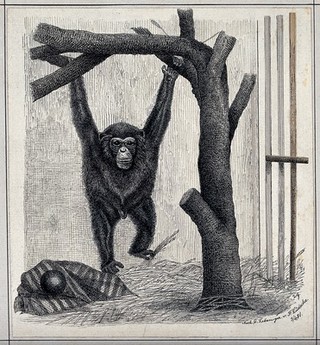 A chimpanzee swinging from a branch of a tree in an enclosure. Reproduction of an etching by F. Lüdecke.